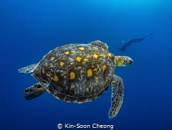 Green sea turtle (Chelonia mydas) by Kin-Soon Cheong 